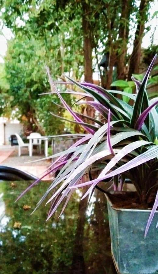 Aandrus Guesthouse Bloemfontein Buitenkant foto